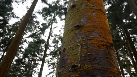 bosque denso silvicultura desierto árboles tala deforestación carro izquierdo lento