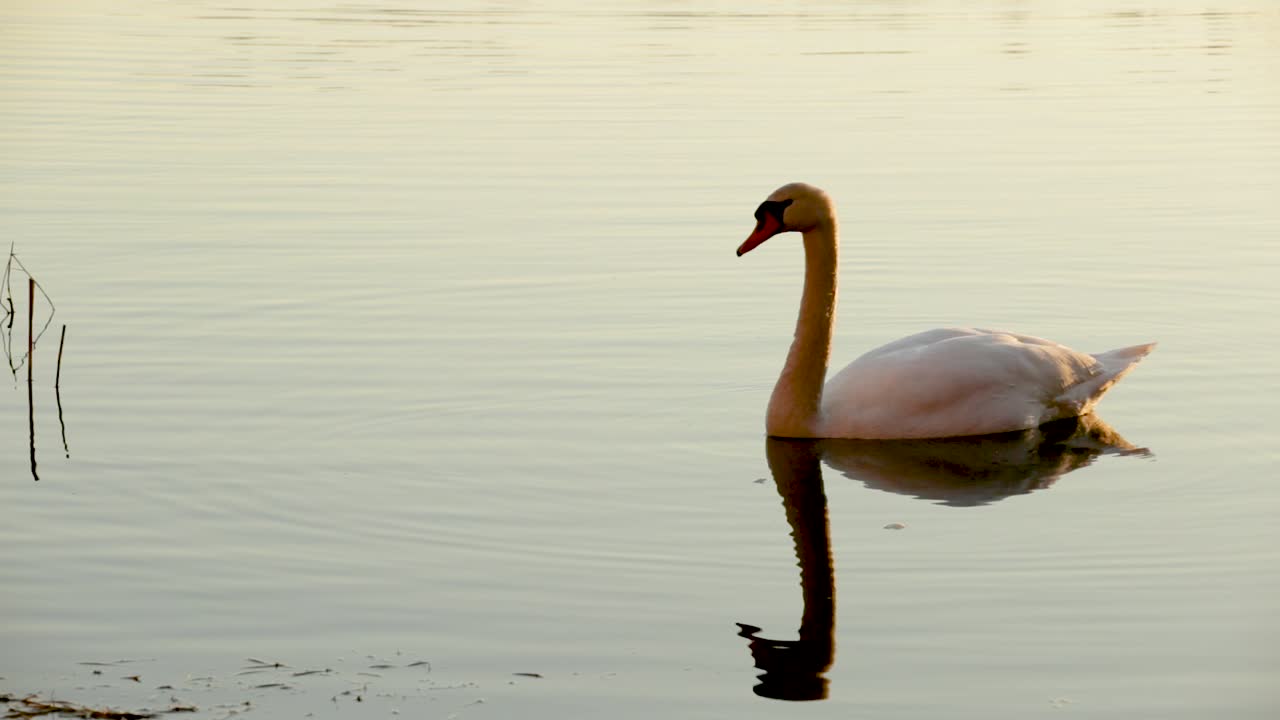 el cygnus olor, el hermoso cisne blanco y mudo