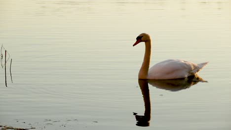 El-Cygnus-Olor,-El-Hermoso-Cisne-Blanco-Y-Mudo