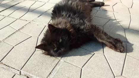 big black cat lies on the ground