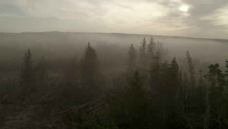 an aerial view of fir trees silhouetted in the morning mist with the sun behind them