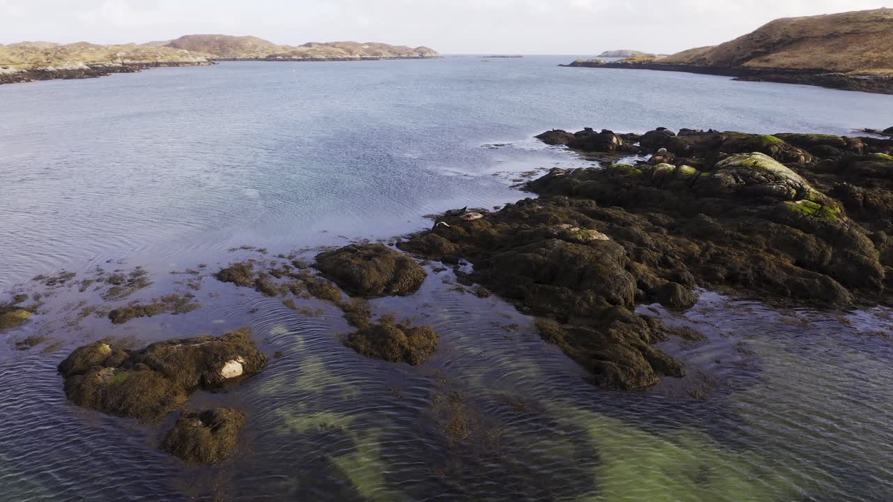 amplio disparo de dron de una manada de focas comunes