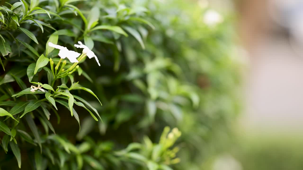 Close-up of white flower among green leaves