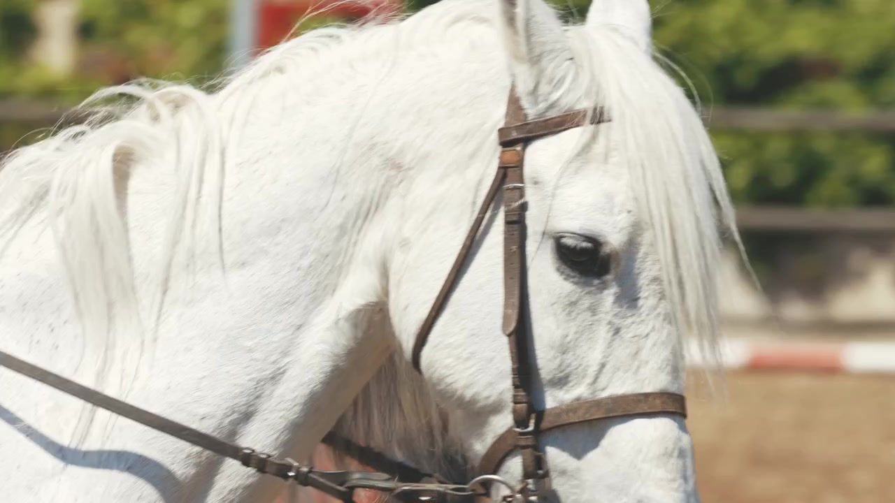 Cavallo bianco da sella in un maneggio all'aperto