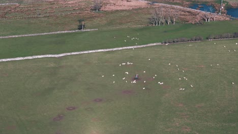 flyover of lake district farm with sheep following tractor through green fields, stone walls lining the landscape