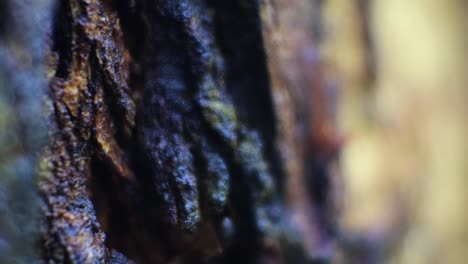 macro view of black ants hill working on tree