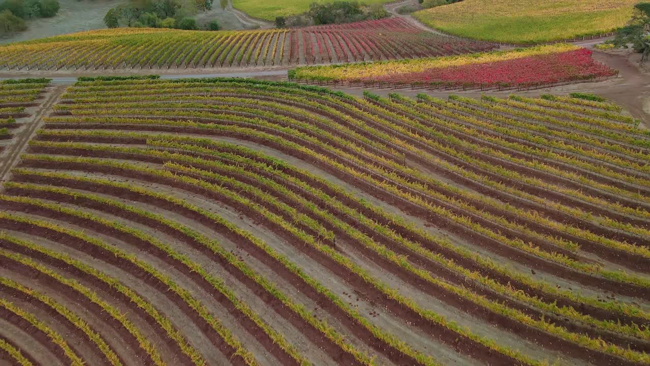 Vista aerea sui filari di piantagioni di vigneti di Napa nella California settentrionale
