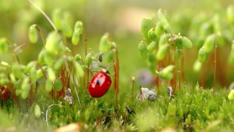 close-up wildlife of a ladybug in the green grass in the forest