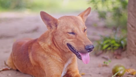 Roter-Hund-Schläft-Und-Wartet-Auf-Seinen-Besitzer,-Vorderansicht