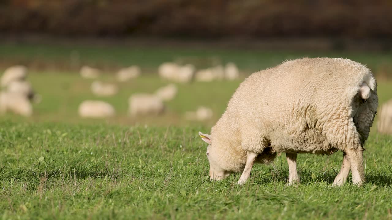 A Romney sheep grazes peacefully in a lush green field, surrounded by a flock under bright daylight