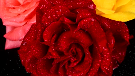 yellow, red and pink rose with water drops against black background, close-up video. side view. counterclockwise rotation.  loop motion.