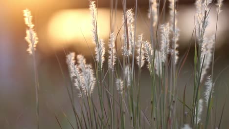 pulling away from isolated back-lit fuzzy heads of wild grasses