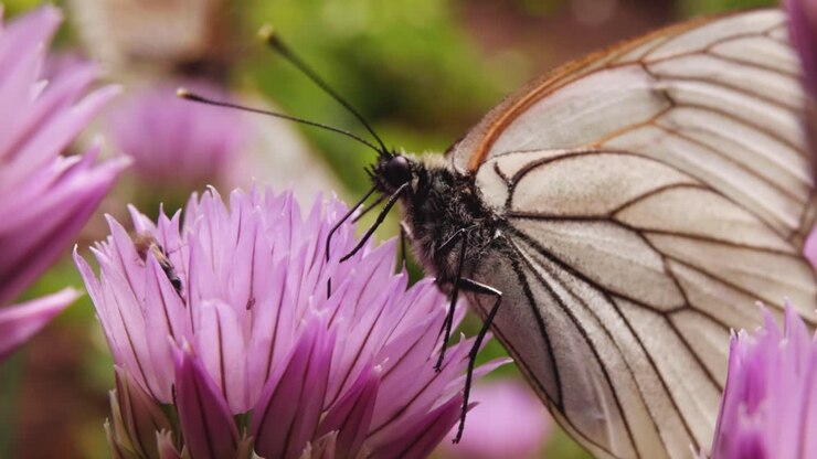 Farfalla bianca su un fiore viola