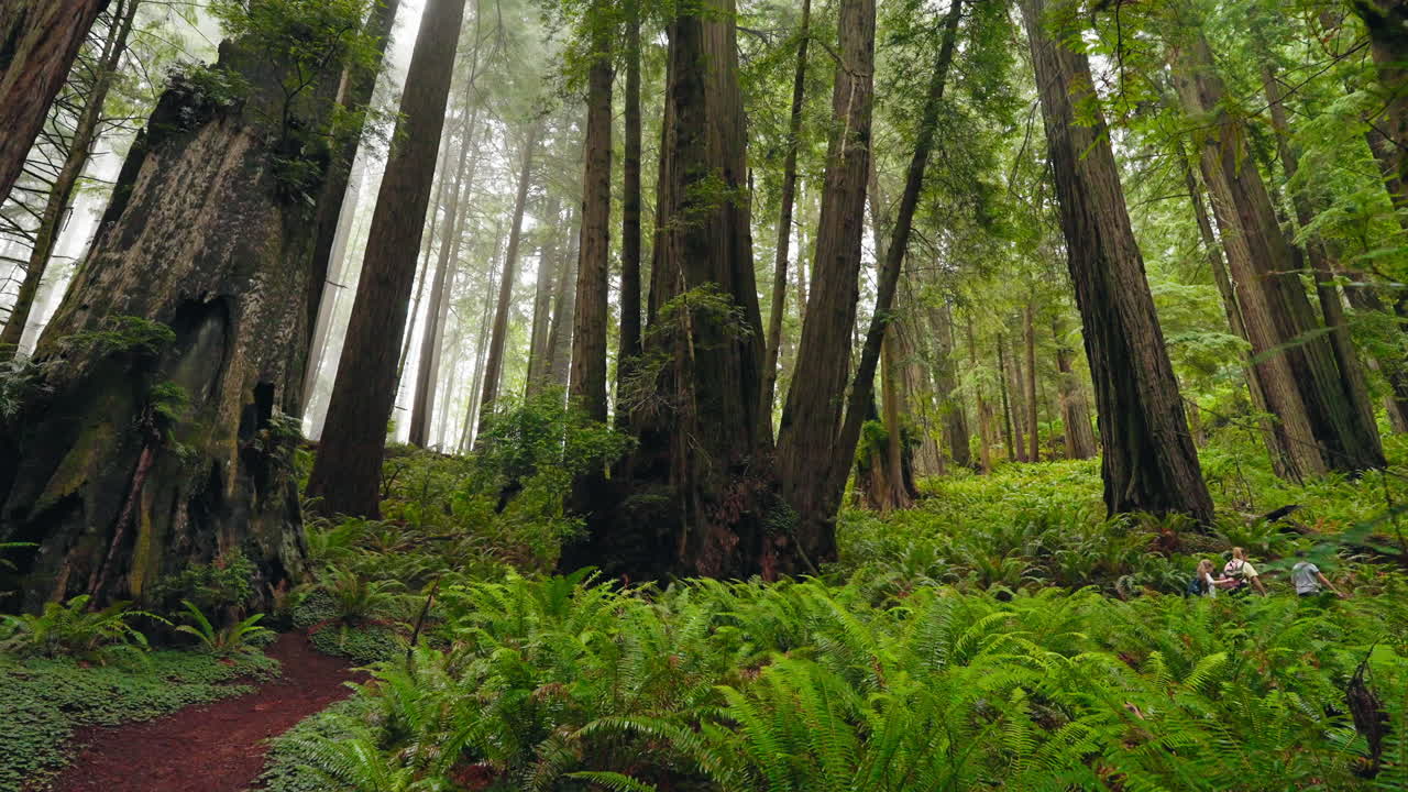 Exploring the majestic redwood forests a journey among towering giants