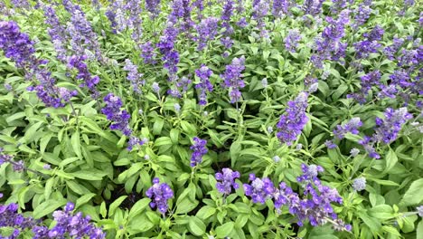 a vibrant display of purple flowers swaying gently.