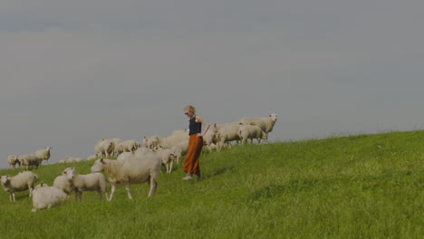 a young woman walking among grazing sheep