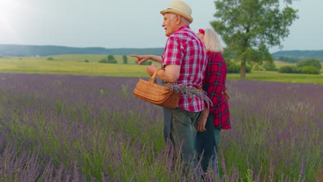 Abuelo-Abuelo-Abuela-Granjeros-Recogiendo-Flores-De-Lavanda-En-Una-Canasta-En-El-Jardín-De-Hierbas,-Granja