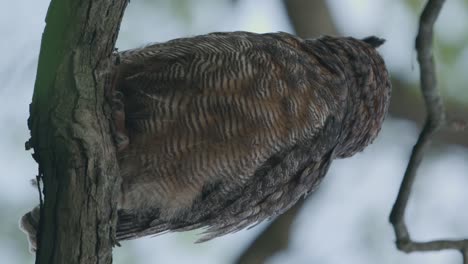 Búho-Vertical-Sacudiendo-Sus-Plumas