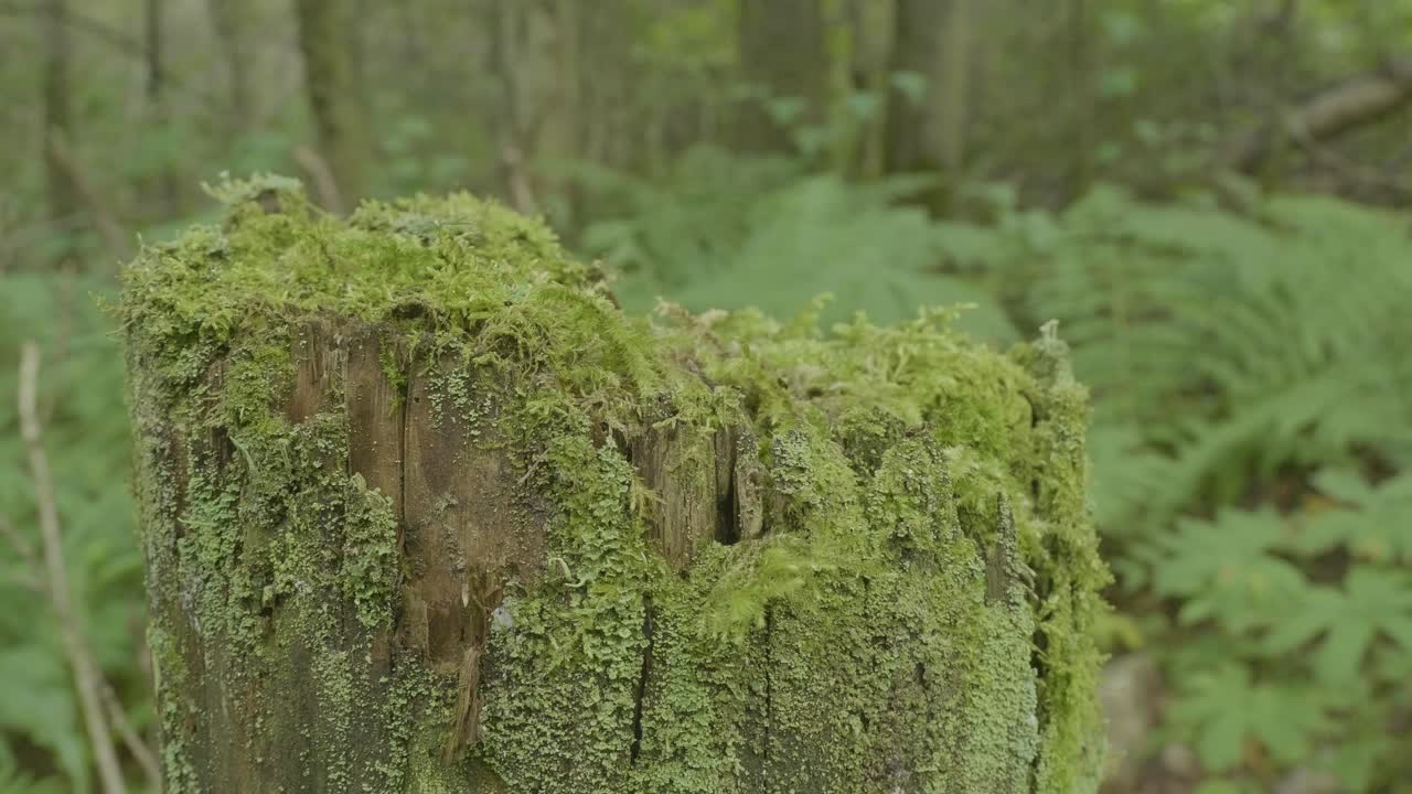 tronco de árbol cubierto de musgo en el bosque