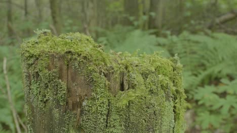 moss-covered tree stump in forest