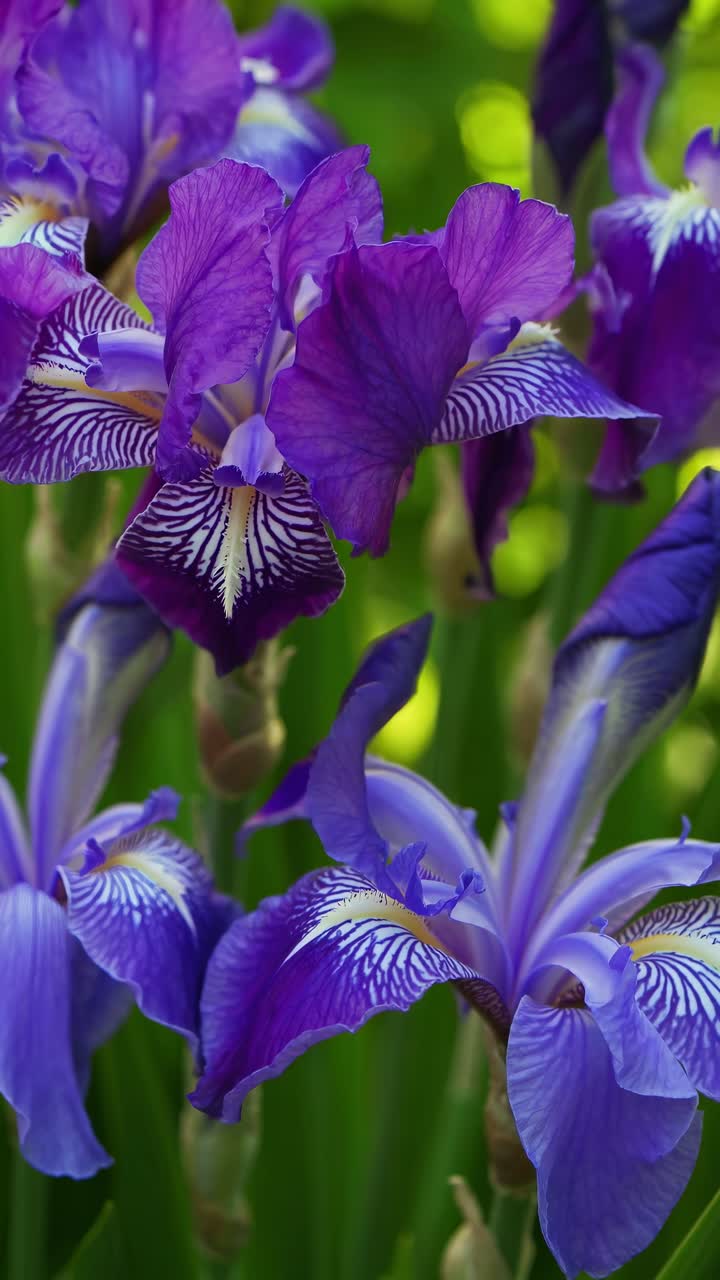 Nahaufnahme von leuchtend violetten Schwertlilien vor üppigem grünen Hintergrund, aufgenommen aus einem niedrigen Winkel, perfekt