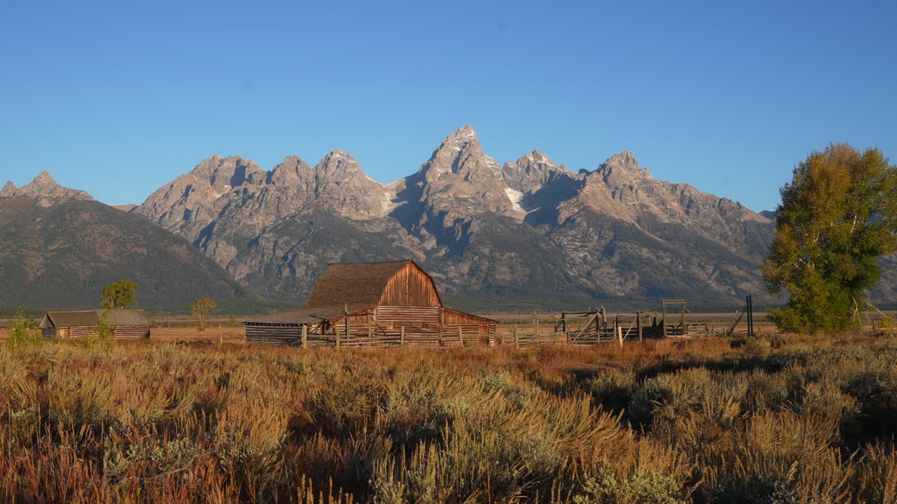 Distretto storico di Mormon Row, prime luci del mattino, Parco Nazionale del Grand Teton, erba alta mossa dal vento, alberi di pioppo tremulo autunnali giallo oro, Jackson Hole Wyoming, bellissimo cielo blu, ripresa cinematografica ampia con slider che si muove lentamente a sinistra