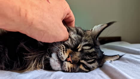 maine coon cat resting on bed while being scratched behind ears