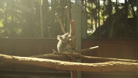 Koala-Im-Australischen-Zoo-Sitzt-Auf-Einem-Ast