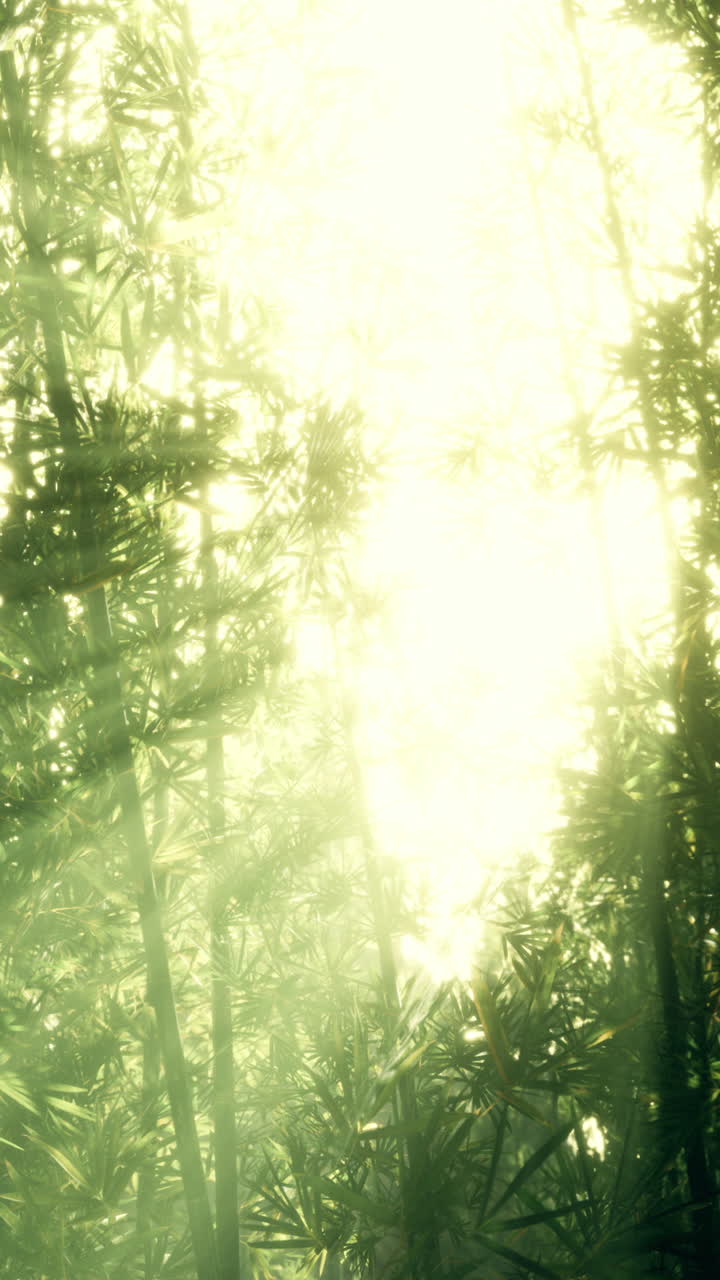 줄기 와 잎 을 가진 안개 에 있는 초록색 대나무