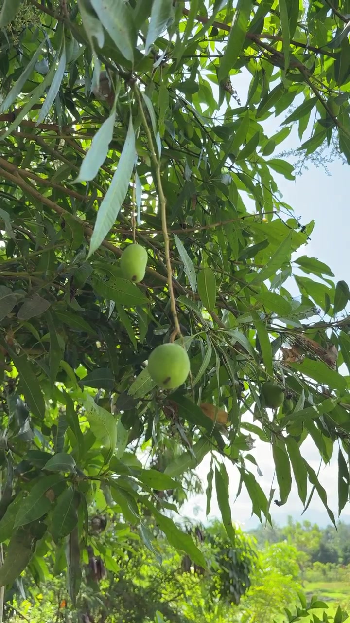 Manghi Verdi Appesi a un Ramo d'Albero in un Frutteto