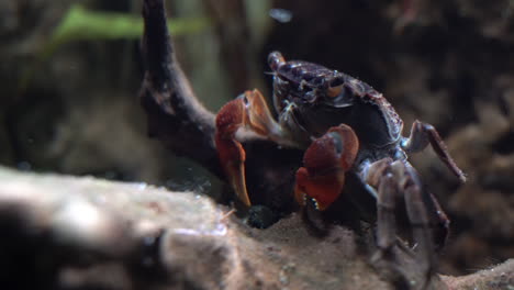 red claw crab picks detritus off of dead wood to feed