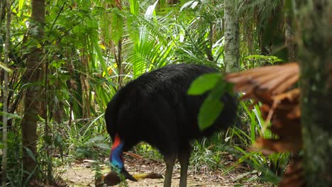 Southern-cassowary-bird-eating-fruit-in-a-green-forest,-medium-static-shot
