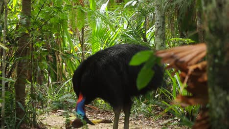 pájaro casuario del sur comiendo fruta en un bosque verde, tiro estático medio