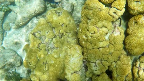 top view yellow coral and reef fishes swim under water sea los roques, close up