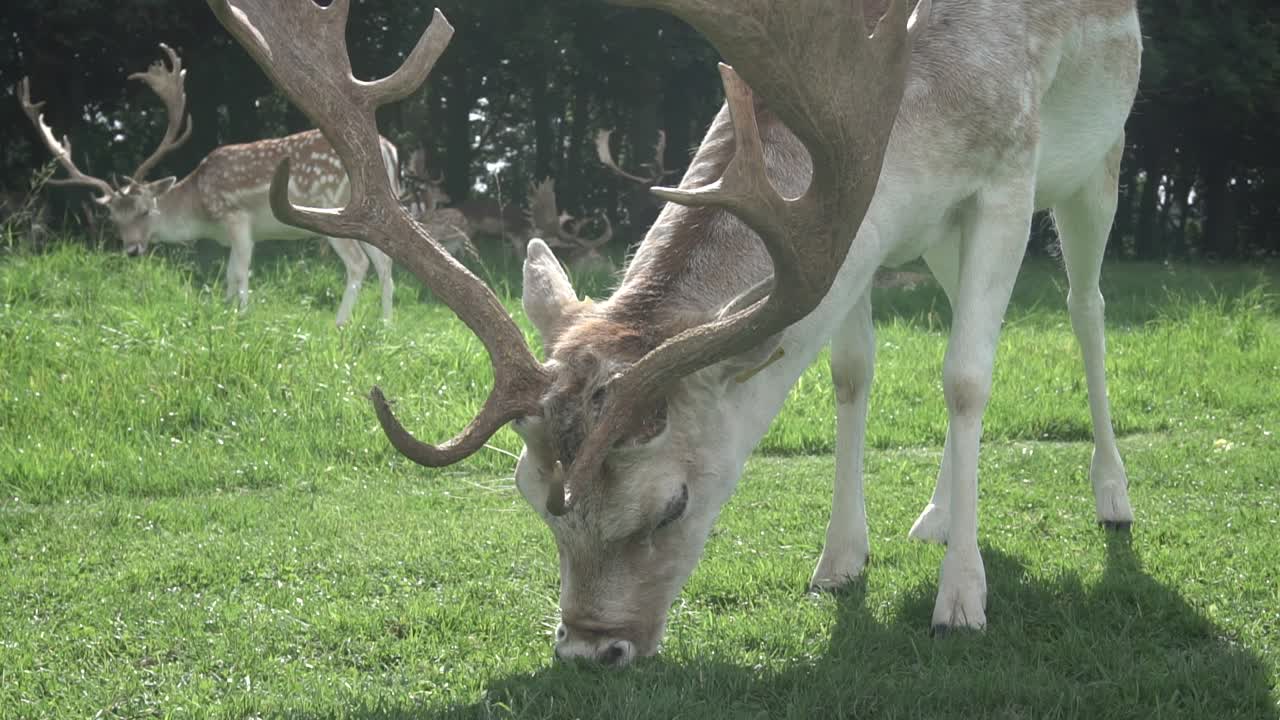A reindeer eating grass in a park in Dublin, Ireland