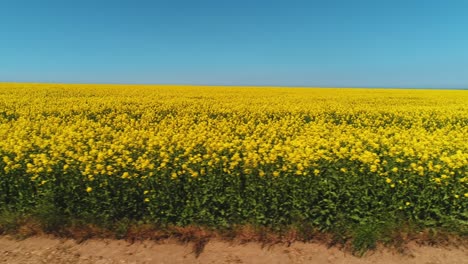 vast field of yellow flowers