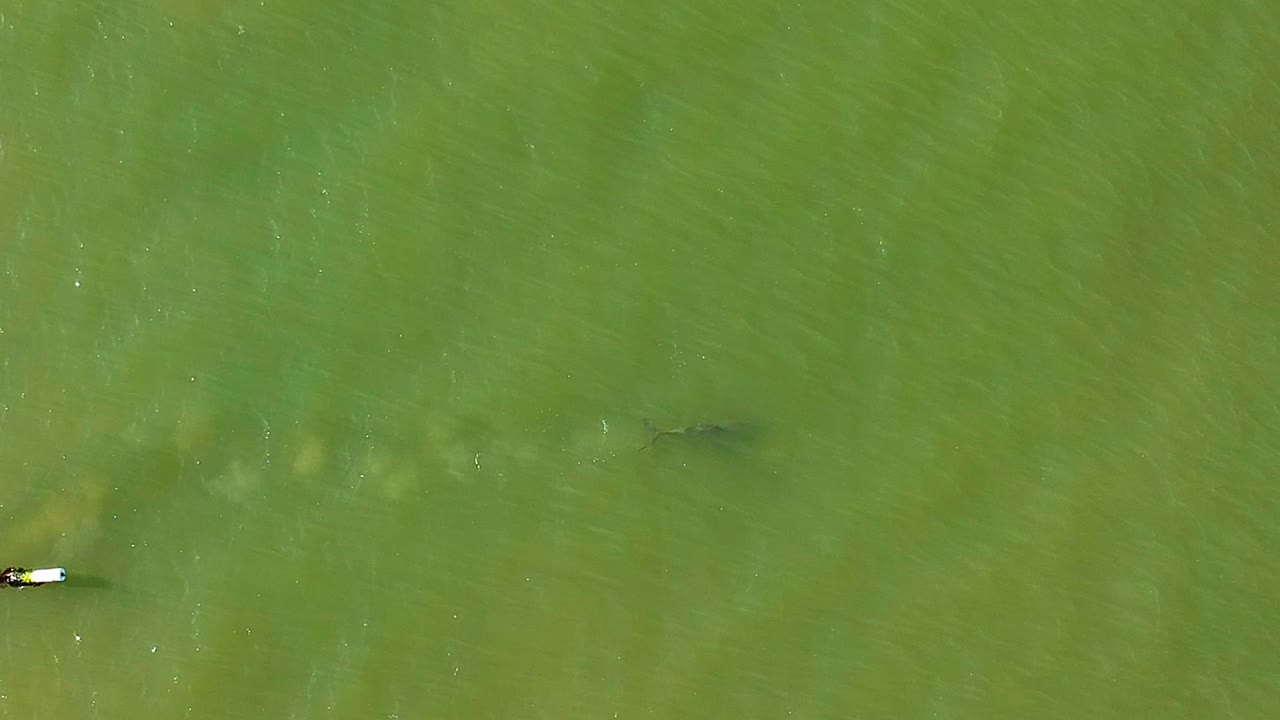 sanibel 섬 플로리다의 해안에서 함께 수영하는 엄마와 아기 돌고래의 항공 영상