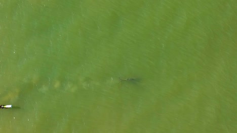 aerial footage of a mother and baby dolphin swimming together off the coast of sanibel island florida