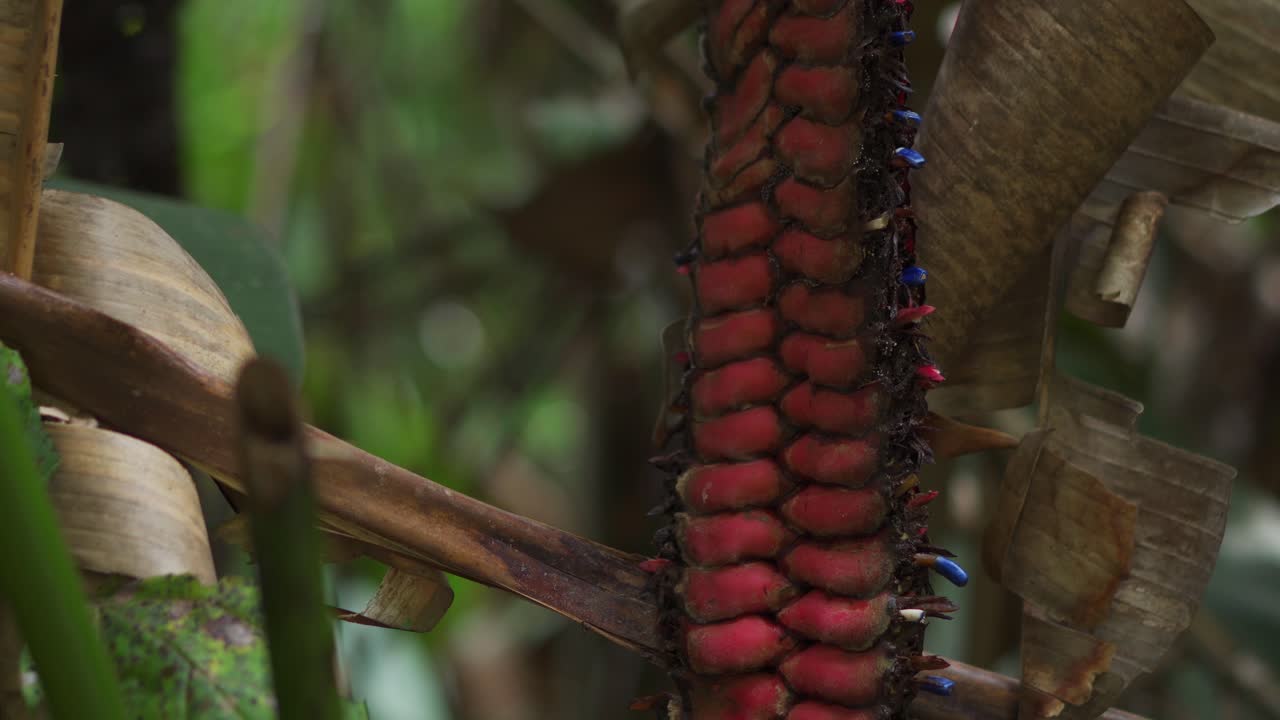 planta heliconia roja y azul