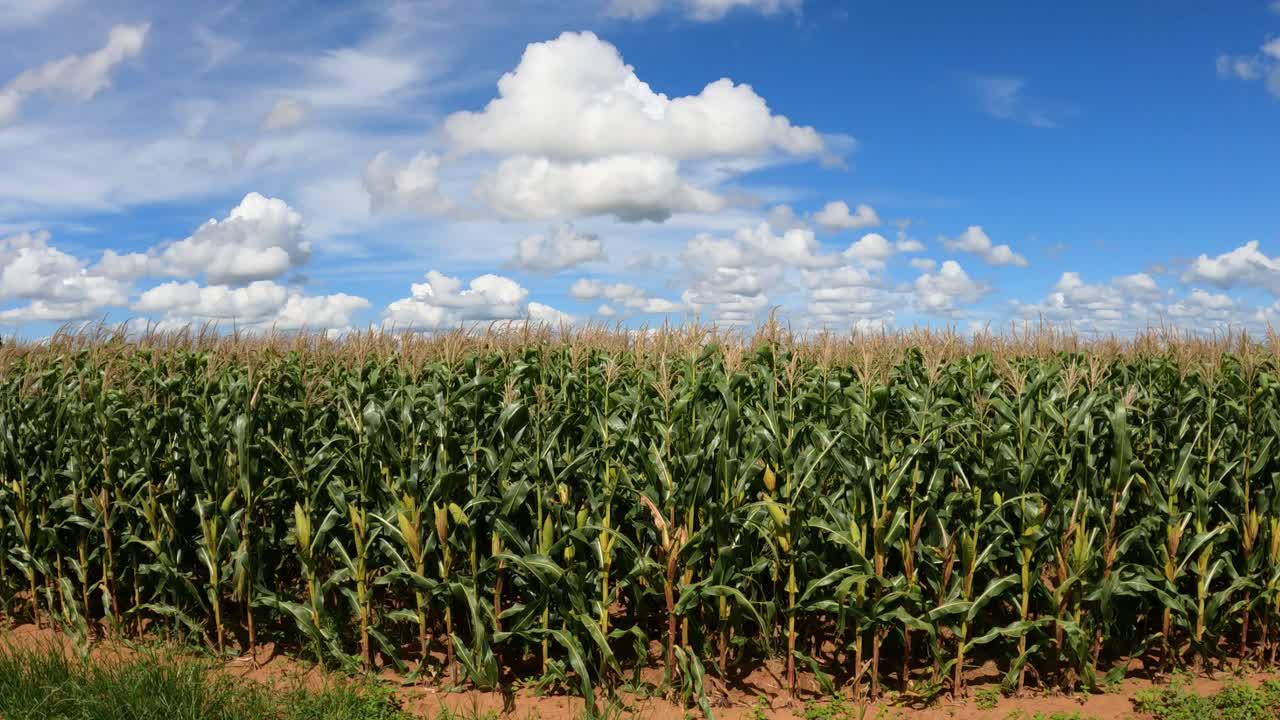 maizal con mazorcas de maíz, paisaje con cielo azul y nubes