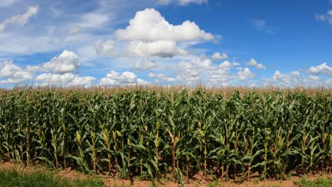 cornfield with ears of corn, landscape with blue sky and clouds