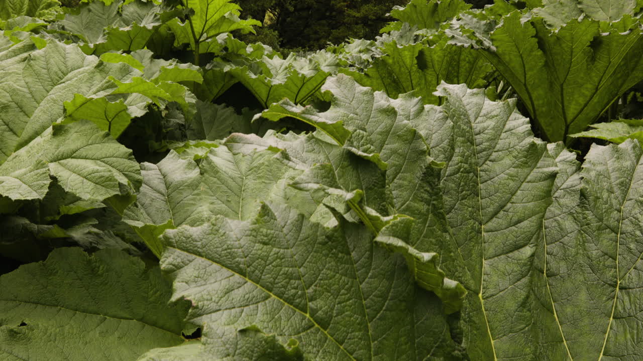 plantas de gunnera con flores herbáceas en los jardines del castillo de blarney, irlanda