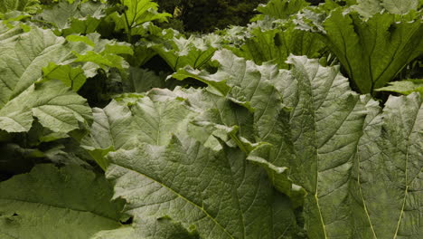 Plantas-De-Gunnera-Con-Flores-Herbáceas-En-Los-Jardines-Del-Castillo-De-Blarney,-Irlanda