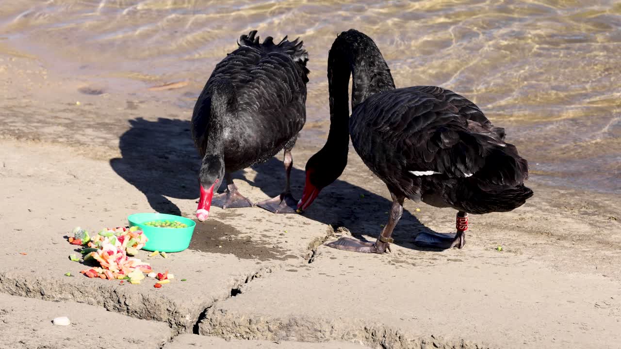 dos cisnes negros comiendo cerca de la orilla del agua