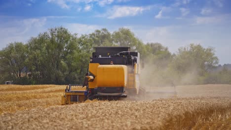 agricultural machine harvesting wheat. modern combine harvester working on the golden field during seasonal works. dust is coming from harvester on the field.