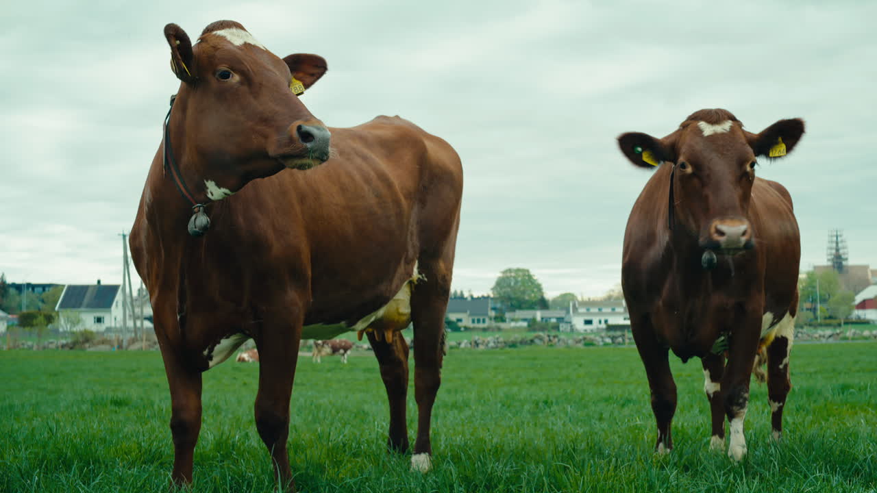 Slow motion low angle shot of cows standing with bells on their necks