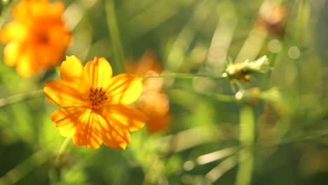 flor de caléndula al amanecer