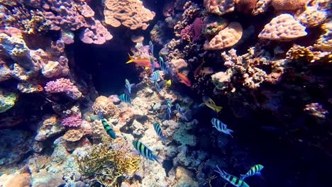 a school of sergeant major fishes swimming through coral reefs