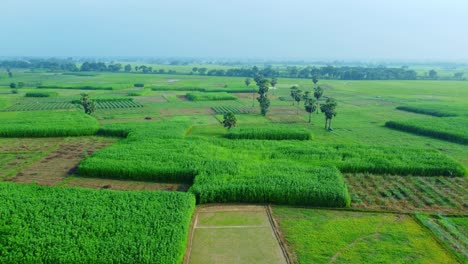 Drohnenaufnahme-Eines-Abgelegenen-Landwirtschaftlichen-Reisfelds-Und-Eines-Jutedorfs-In-Westbengalen