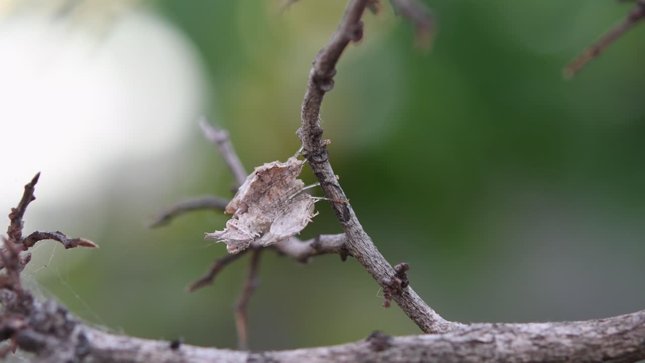 visto posado en una ramita de lado moviendo la boca y las piernas durante la tarde, mantis, ceratomantis saussurii, tailandia